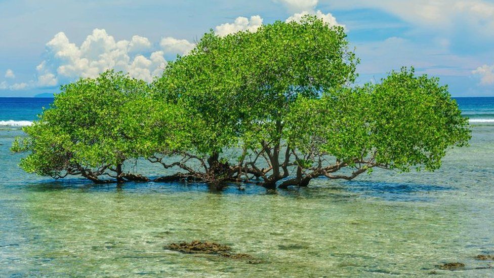 A mangrove tree survives in the middle of the sea off the coast of Gili Trawangan island, Indonesia