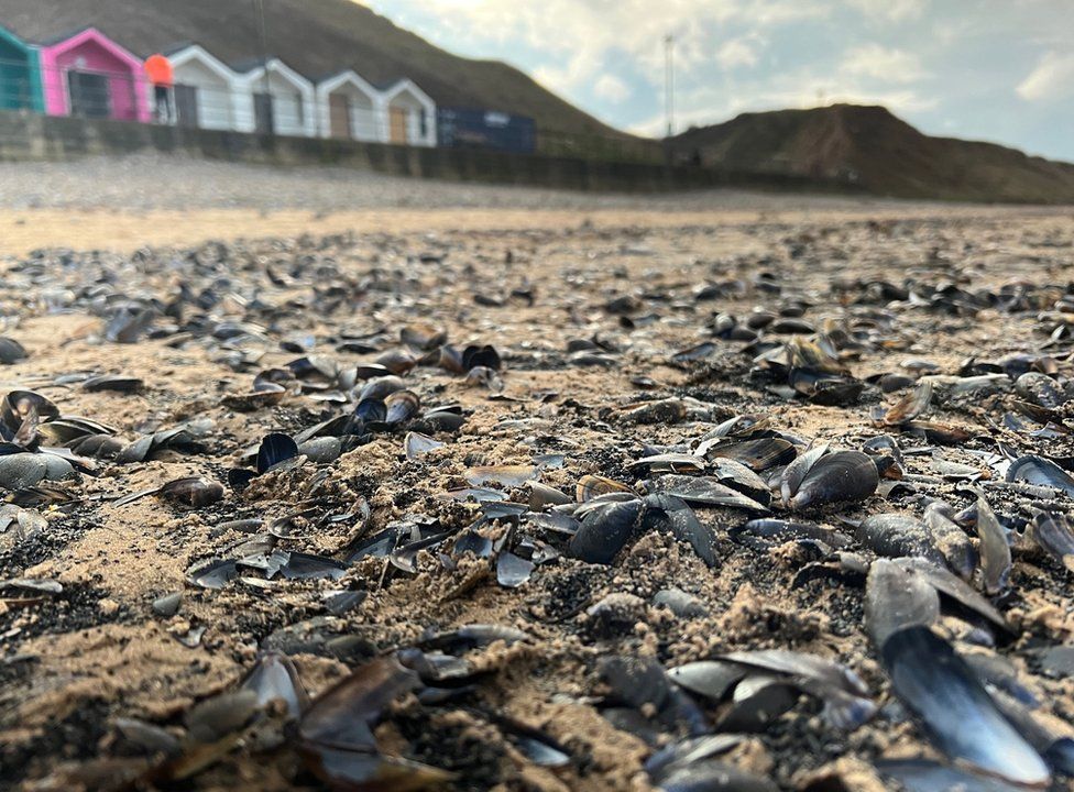 Dead mussels on Saltburn beach