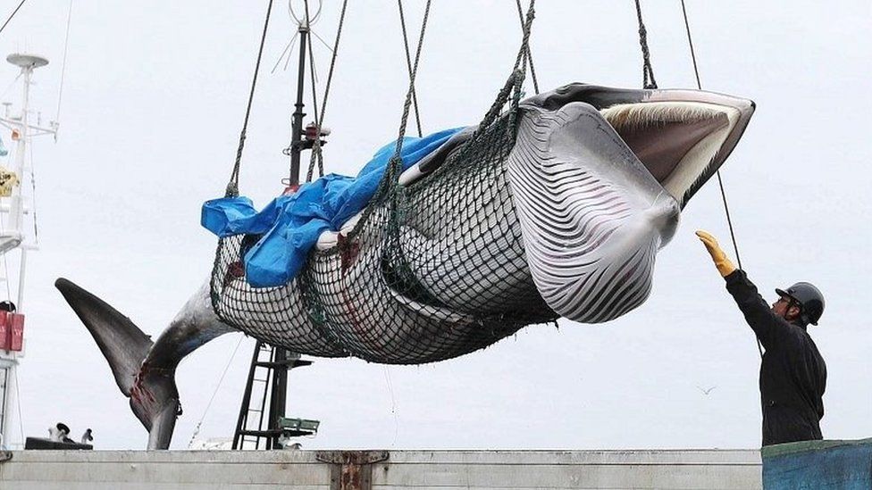 A minke whale is lifted off a boat after it was caught on the first day after the resumption of commercial whaling, in Kushiro, Hokkaido, Japan (1 July 2019)