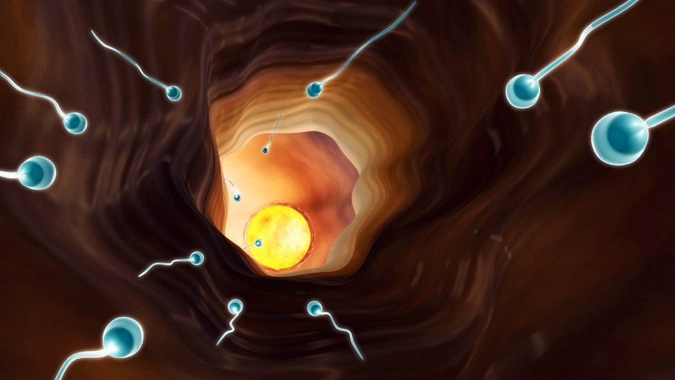Depiction of how sperm travel to the ovum or egg