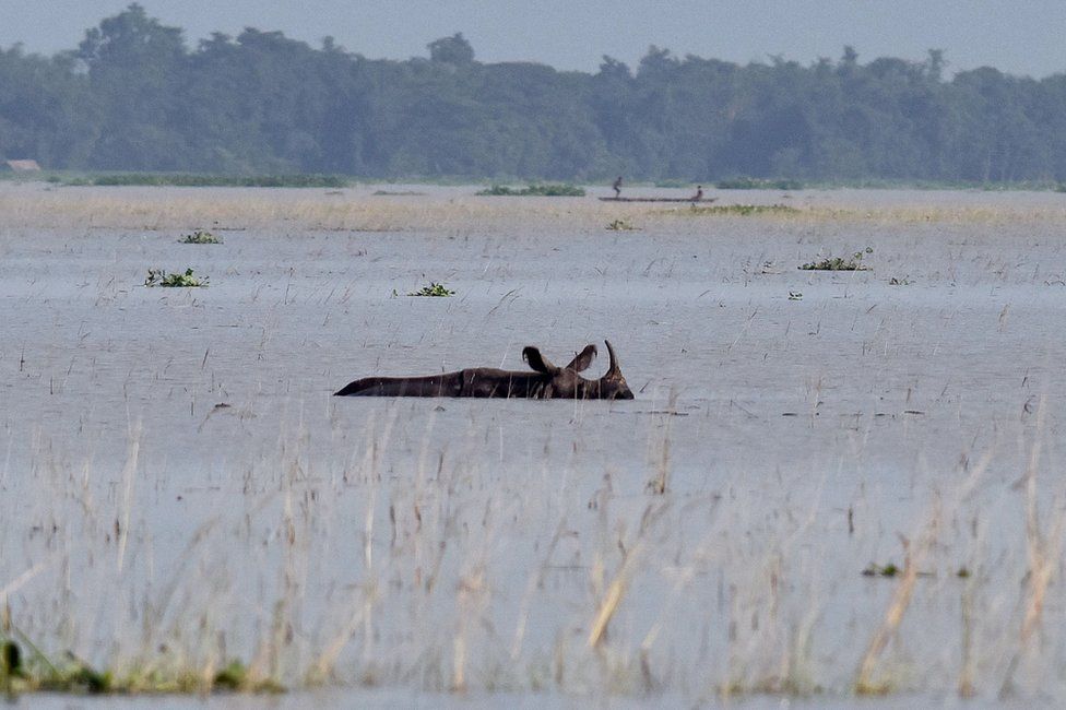 An Indian one-horned rhinoceros wades through flood waters at a wildlife sanctuary in Assam in August 2017