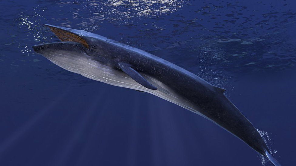 Blue whales: New population found in the Indian Ocean - BBC Newsround