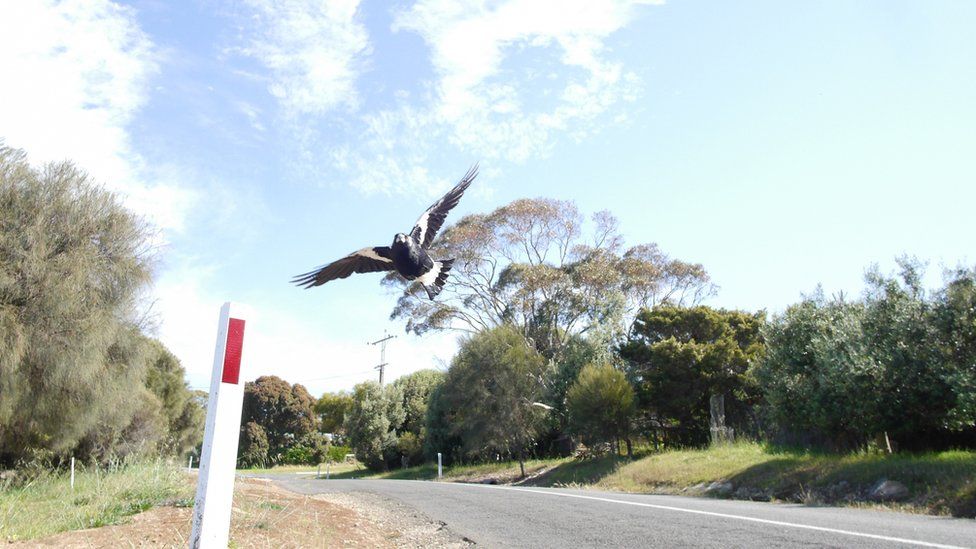 Inhibere Minimer bred Magpie attack: Australian cyclist dies while fleeing swooping bird - BBC  News