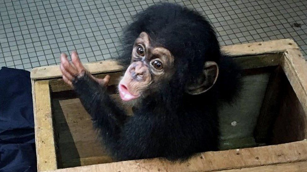 Baby chimp