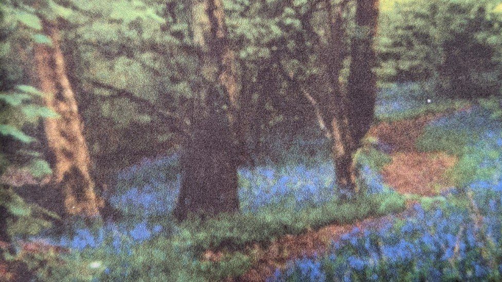 grainy shoot a path through forest and bluebells