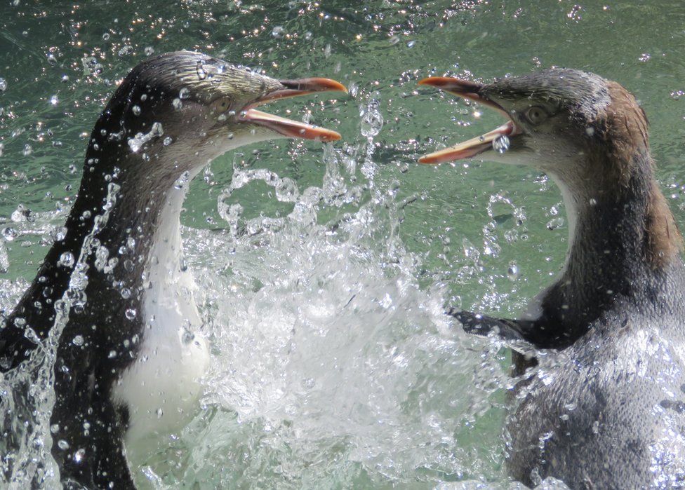 Penguins fighting in water