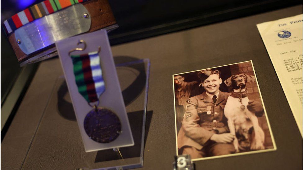 Judy's collar and medal (L), and a photo of leading aircraft man Frank Williams, and a Royal Naval Ship's Dog, a Pointer named Judy in Gloe Gloer camp in Indonesia