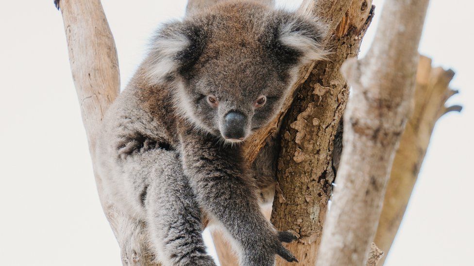 Monty the Koala bear