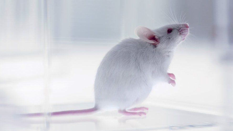 белая лабораторная мышь