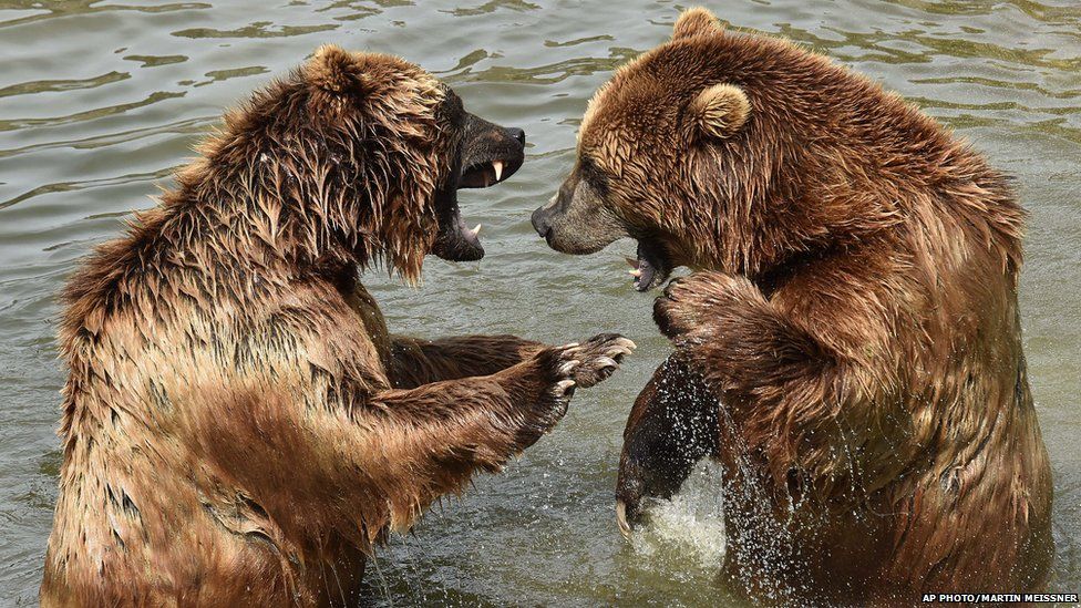 Two Kamchatka brown bears enjoy a refreshing dip in the water
