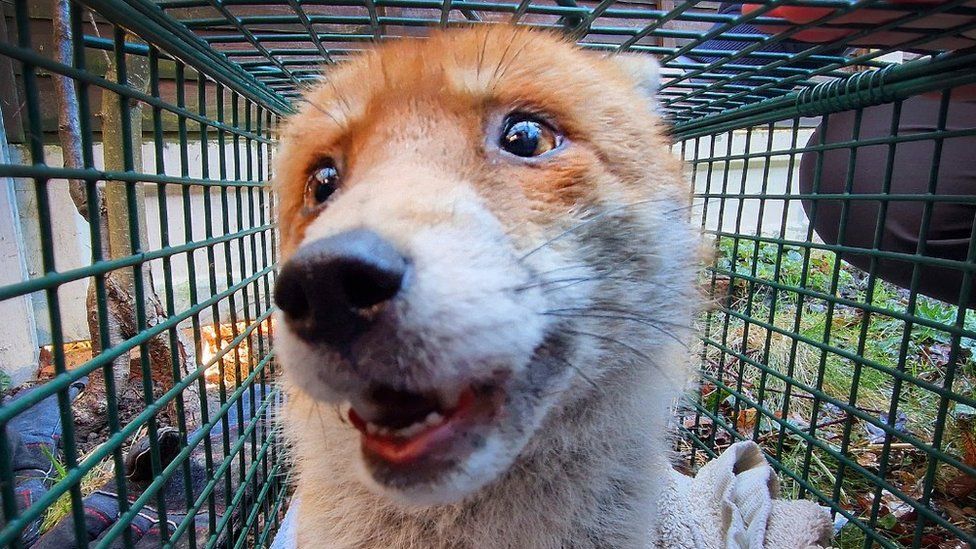 Fox after being rescued