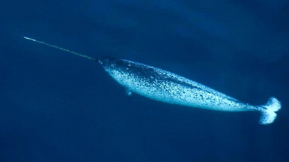 Climate Change: What Narwhal tusks can tell us about Arctic Sea ice - BBC  Newsround