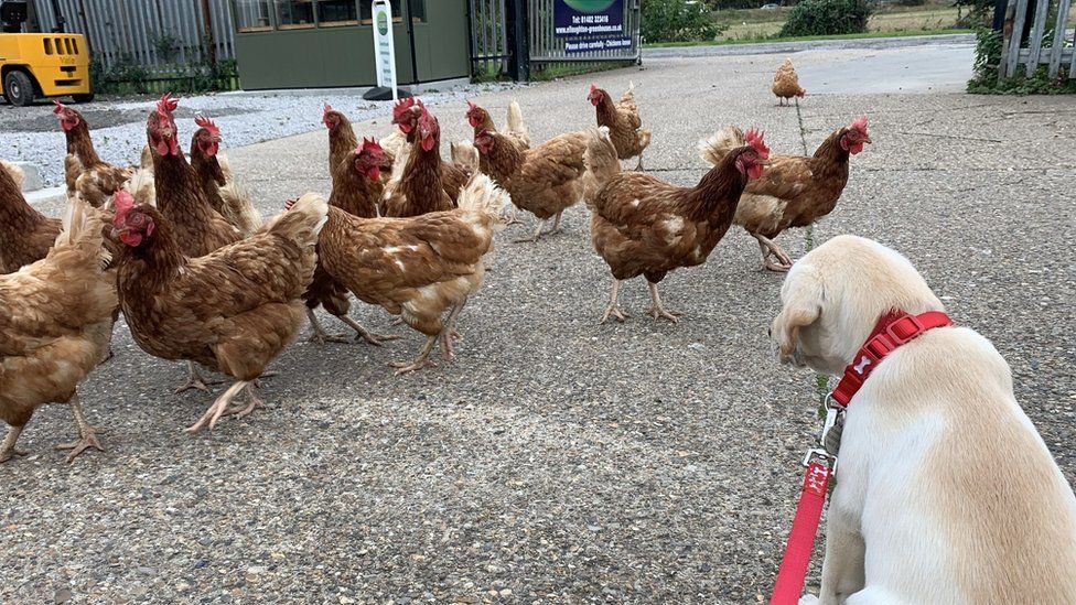 A flock of roaming chickens