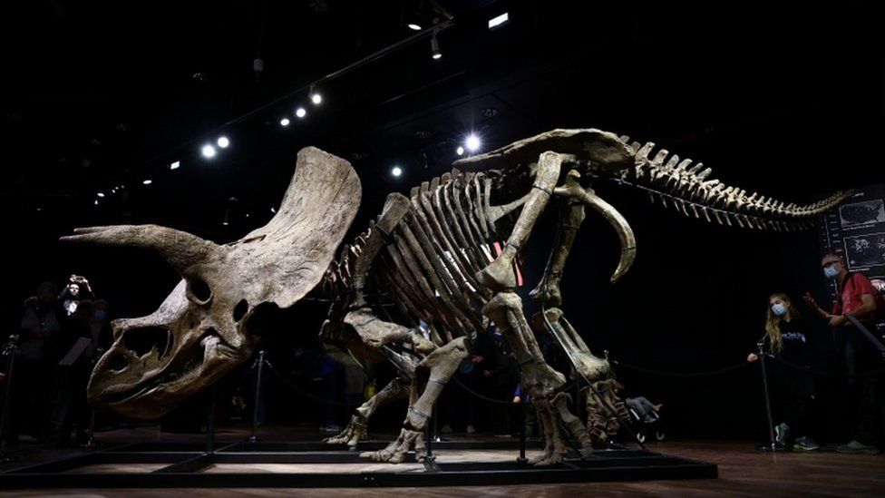 Visitors look at the skeleton of a gigantic triceratops