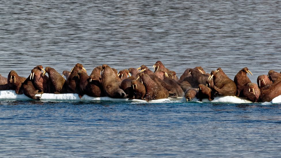 Walruses huddled on the ice