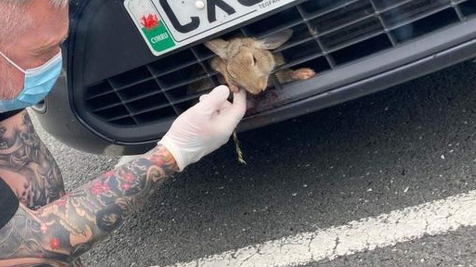 "Apart from a bit of a dried nose bleed" the rabbit was uninjured, says Mark Pearson