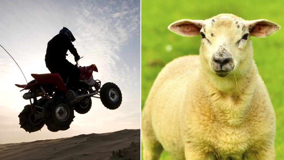 Quad bike and sheep