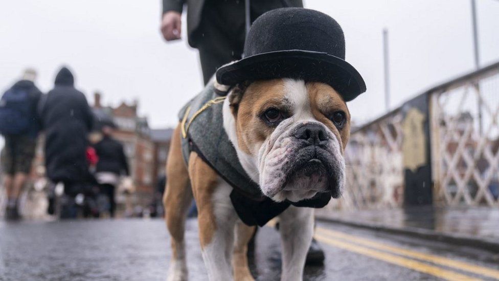 Dog in bowler hat
