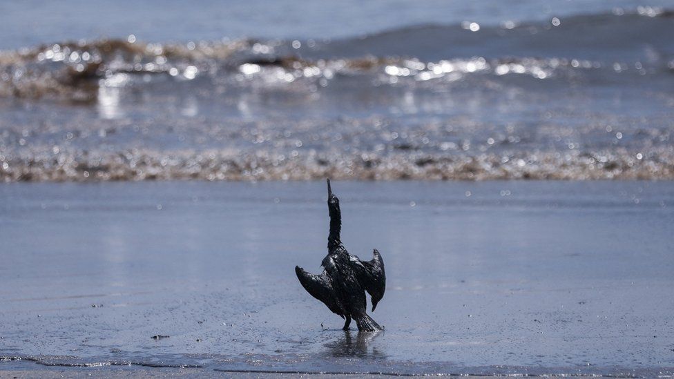 A bird covered in oil on a Peruvian beach