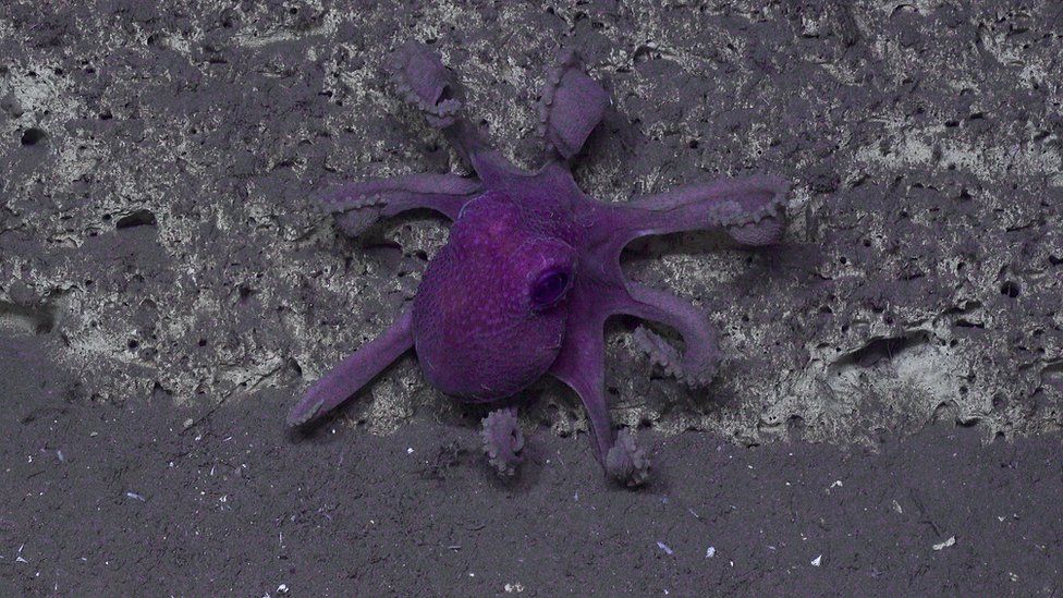 Purple octopus