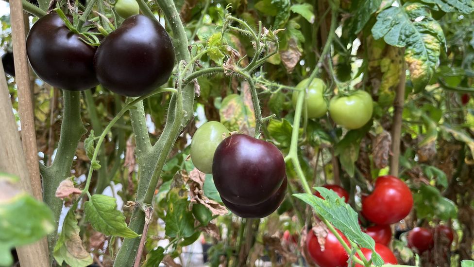 Purple tomatoes being grown