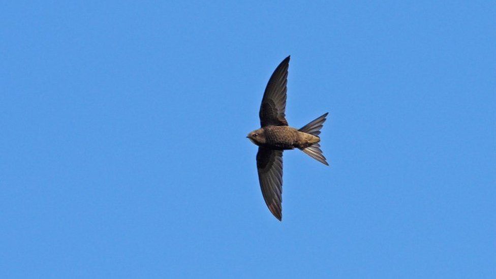 Durham Cathedral Transmits Swift Calls To Encourage Nesting - Bbc News