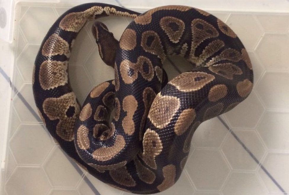 Python found lurking in bathroom toilet in Southend - BBC News