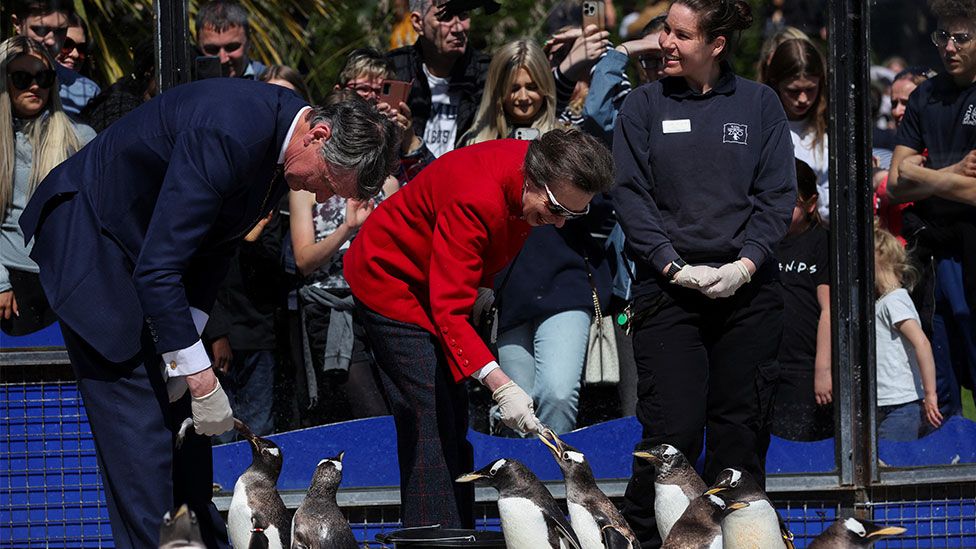 Princess Anne and her husband feed penguins at Edinburgh Zoo