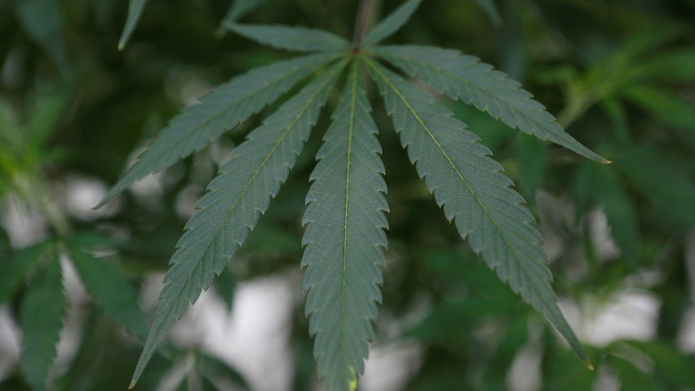 A marijuana plant leaf