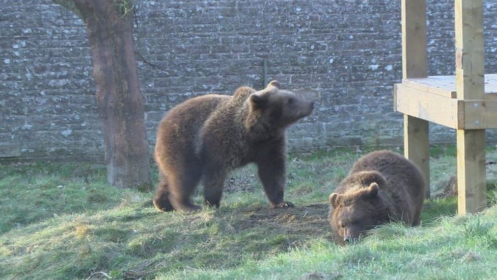 Camperdown Wildlife Centre's new bears make public debut BBC News