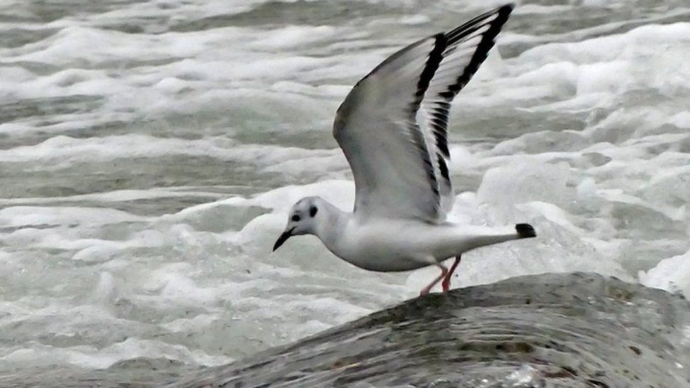 Bonaparte's Gull