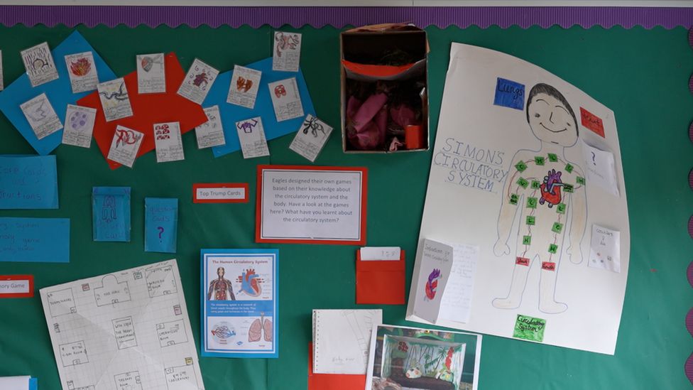 Robins build nest inside Nayland school classroom BBC News