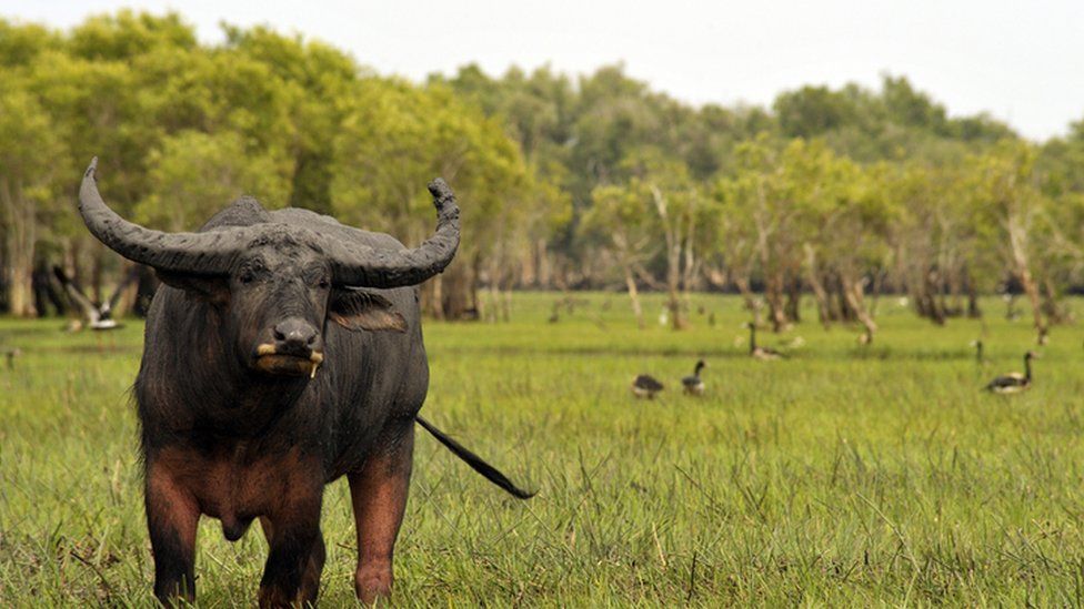 Water buffalo