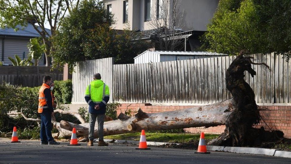 Three men in high-vis vests stand next to a fallen tree
