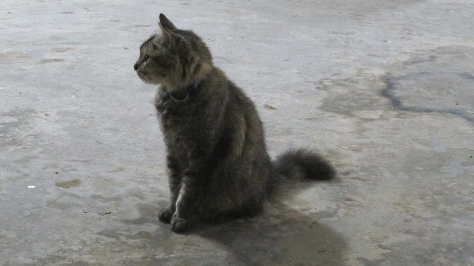 Bushy the cat in Yishun