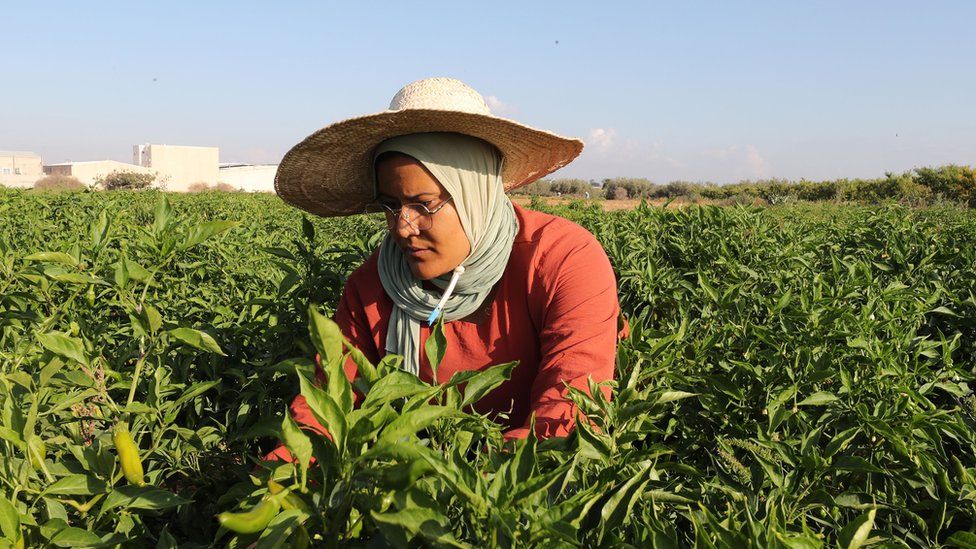Female harvester in Tunisia, 5 September