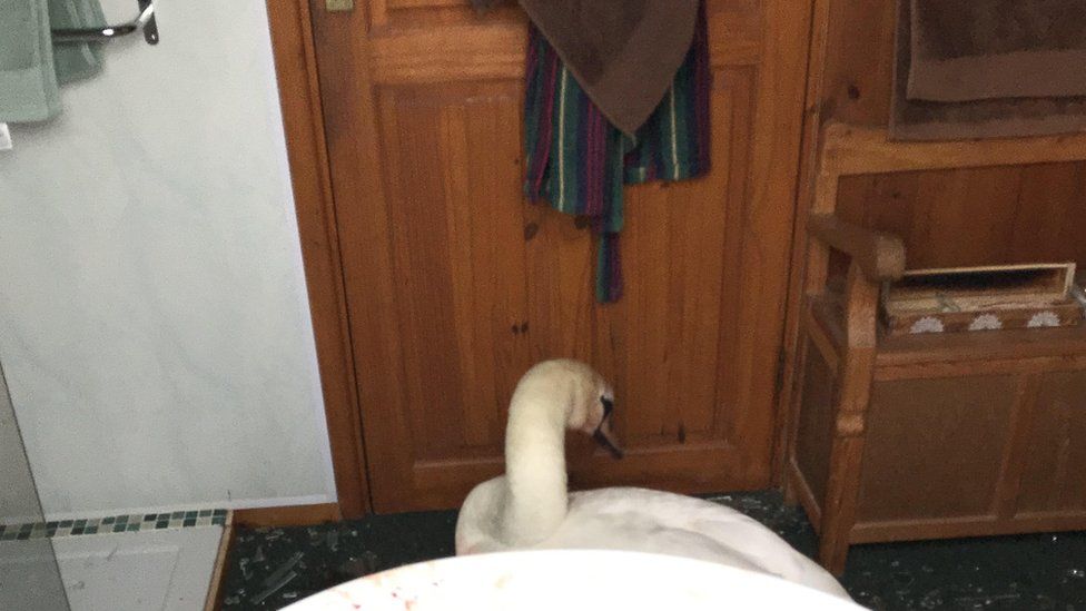 Swan in a bathroom
