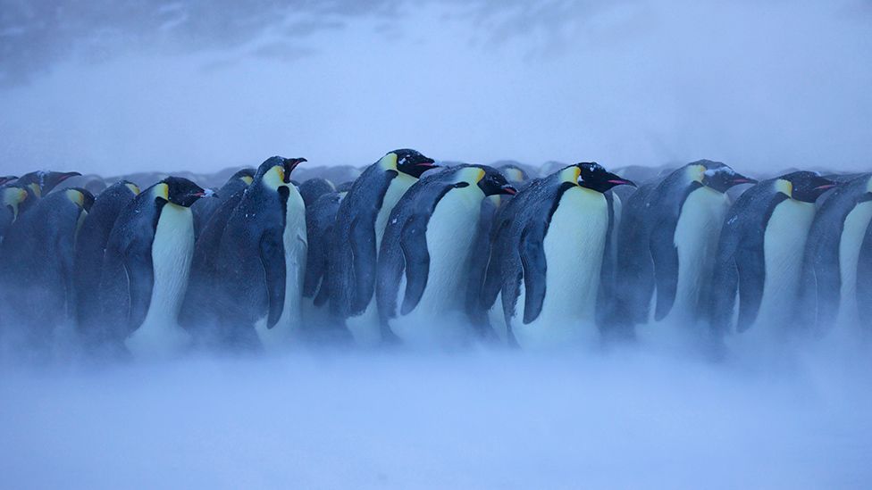 Emperor penguins