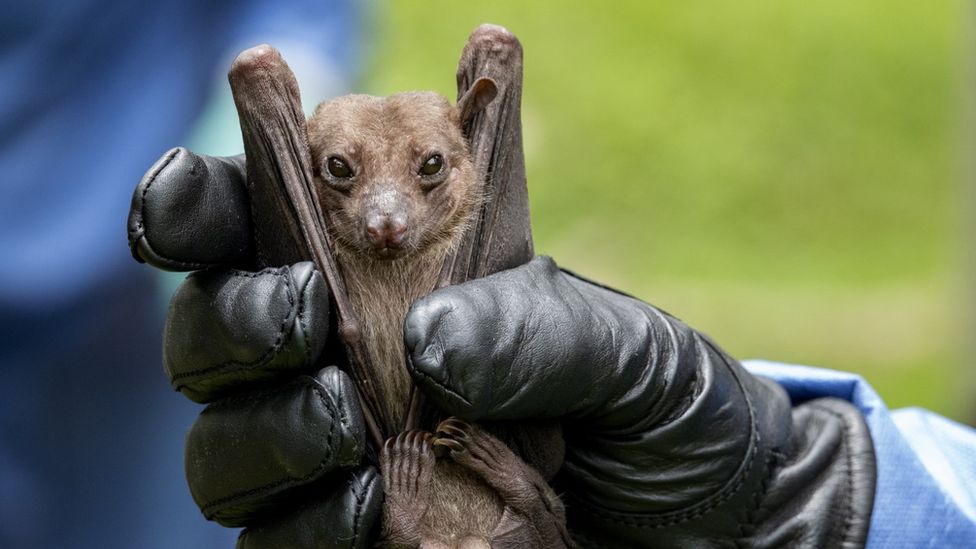 Egyptian rousette fruit bat being held in a gloved hand