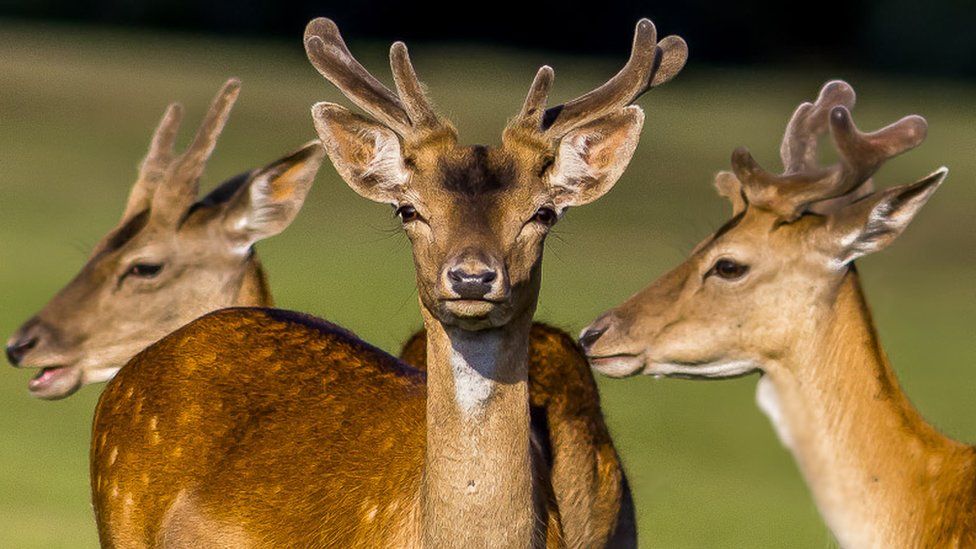 Clayton Davies captured these deer at Margam Park, Port Talbot