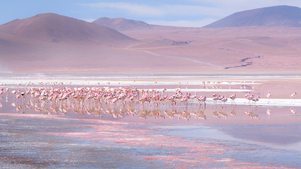 Flamingos large group