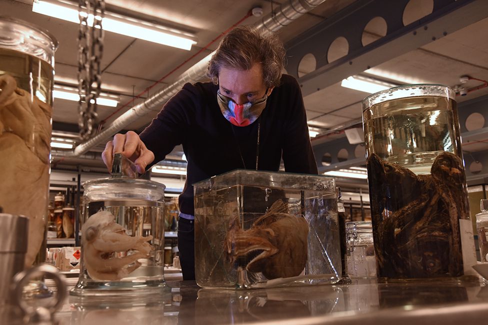 James Maclaine in the Natural History Museum