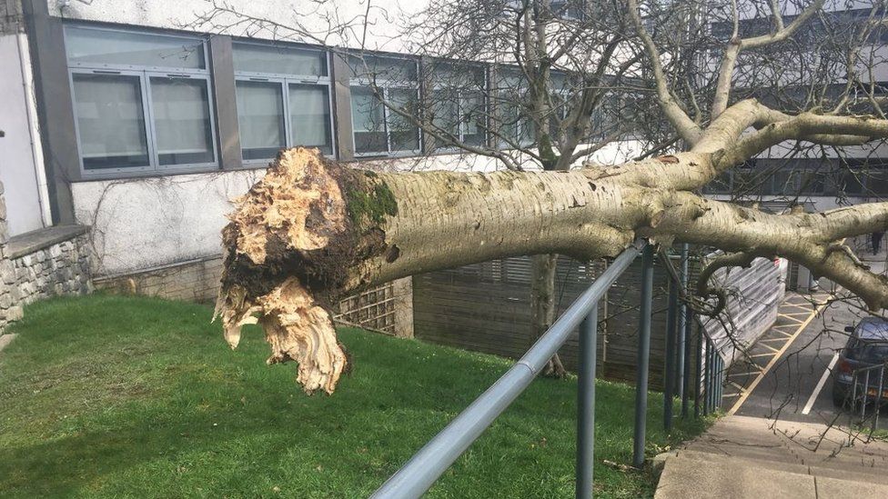 Tree brought down by high winds at Kendal College