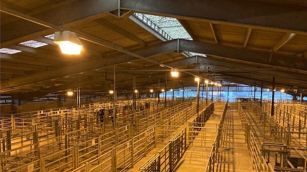 Near-empty livestock pens ahead of the auction