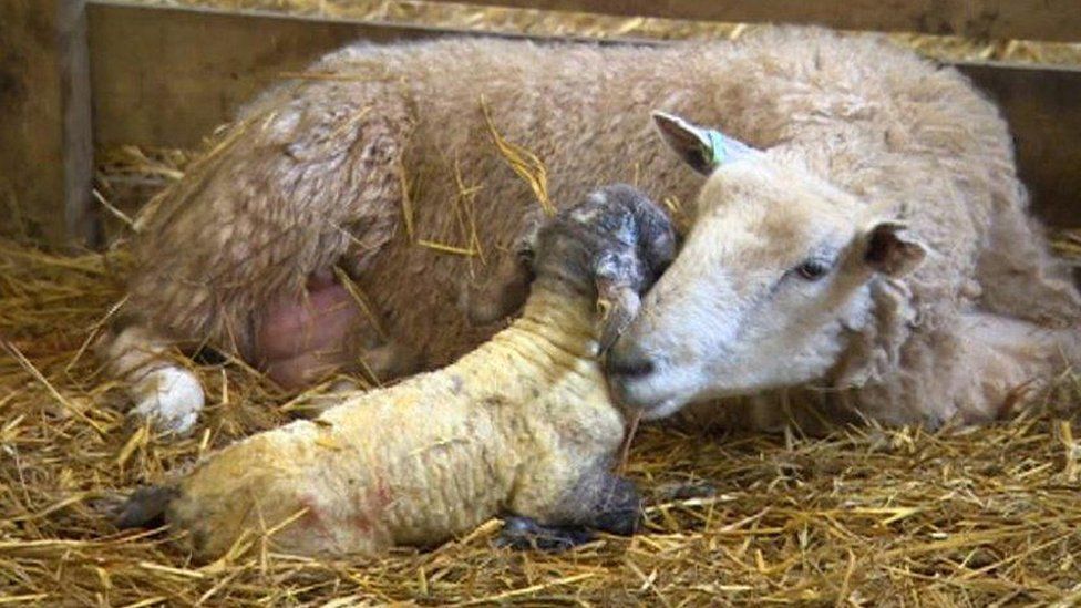 Sheep with new-born lamb