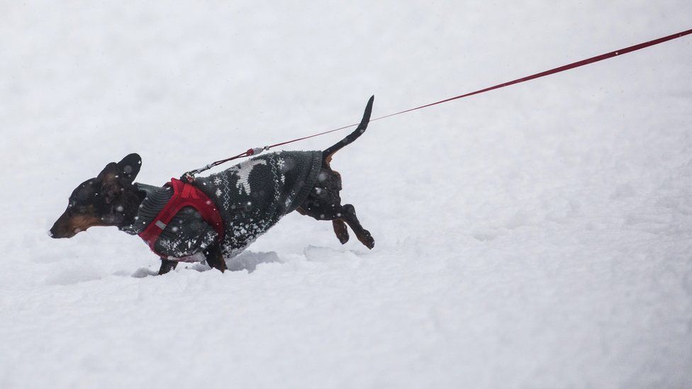 A dachshund wearing a coat walks through the snow on January 10, 2017 in Wiesbaden, western Germany