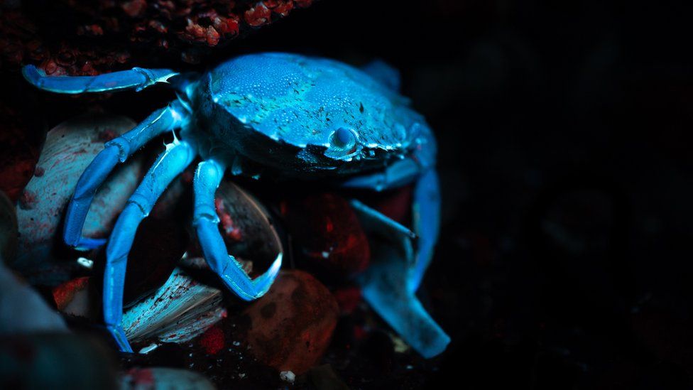 crab looking blue on shells looking red under UV light