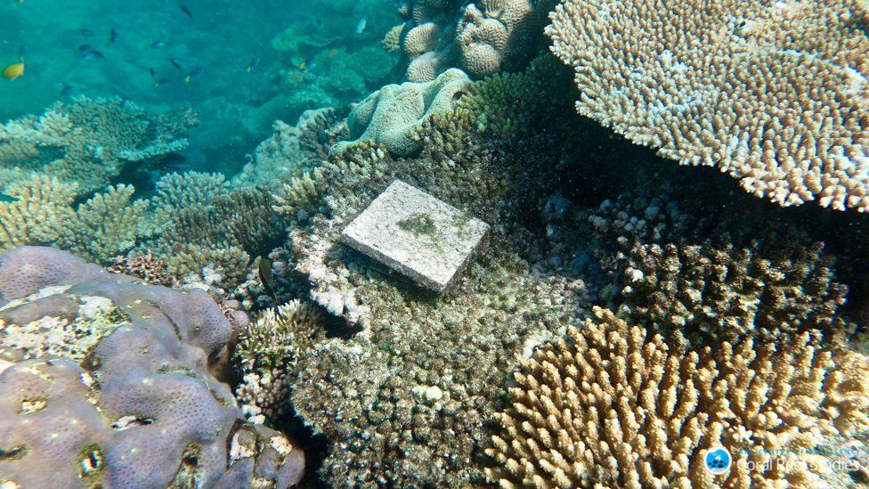A research tile tracking coral growth in the Great Barrier Reef