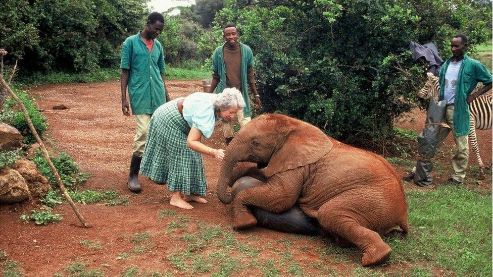 Dame Sheldrick is seen handling a baby elephant as three men and a baby zebra watch