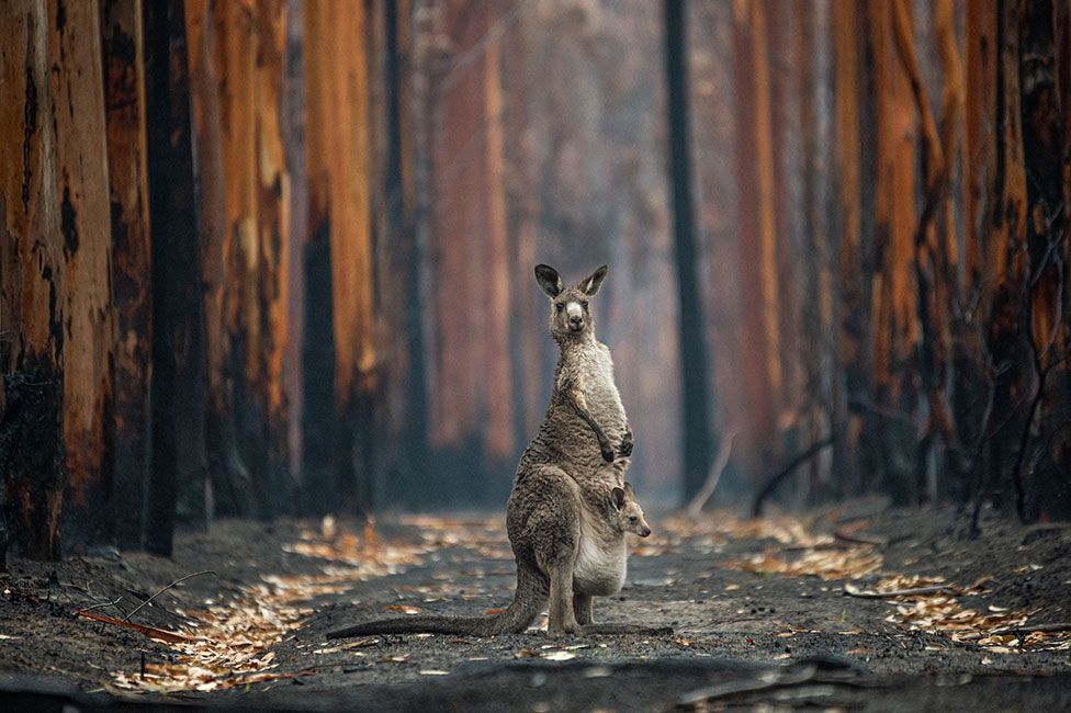 A kangaroo with a baby in its pouch stands amonst burnt trees near Mallacoota, Victoria, Australia